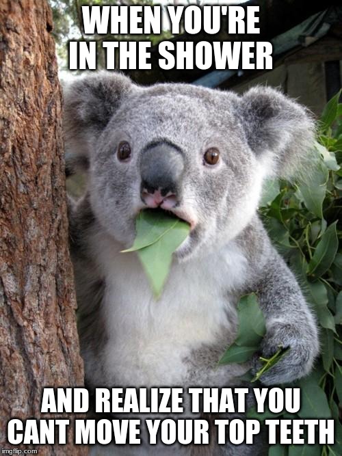 Surprised Koala Meme Imgflip