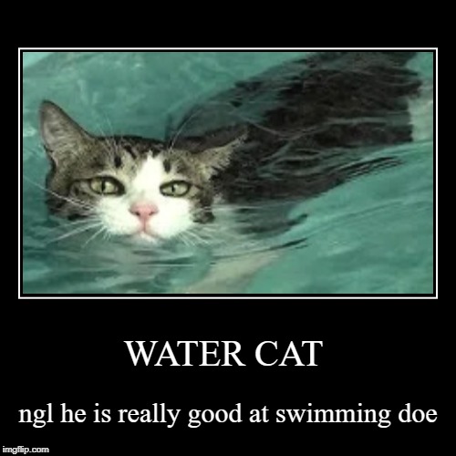 WATER CAT Imgflip