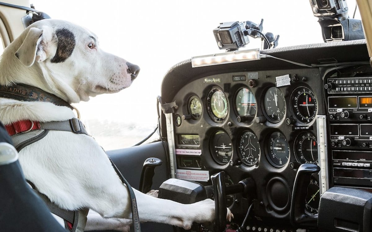 Flying Dog Blank Template Imgflip