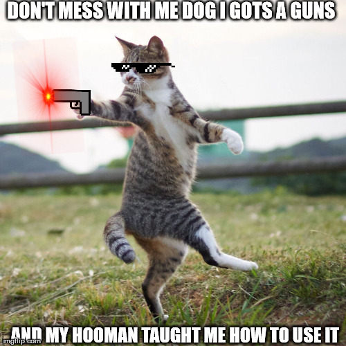 Armed and dangerous cat Imgflip
