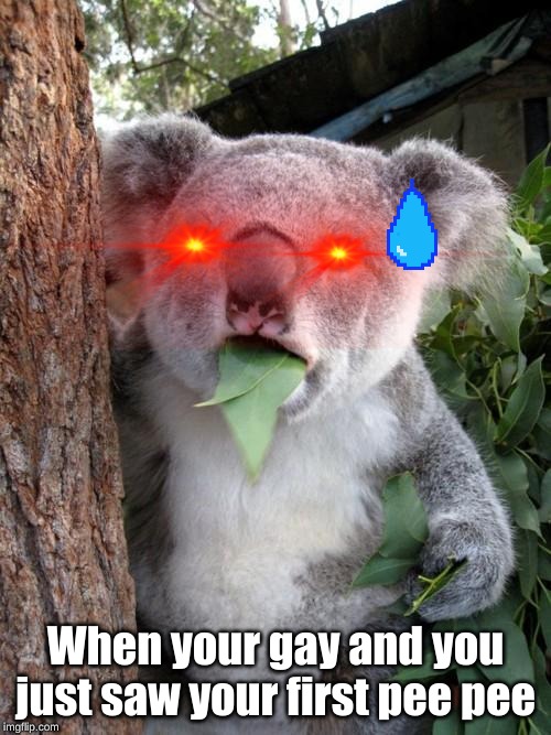 Surprised Koala Meme Imgflip