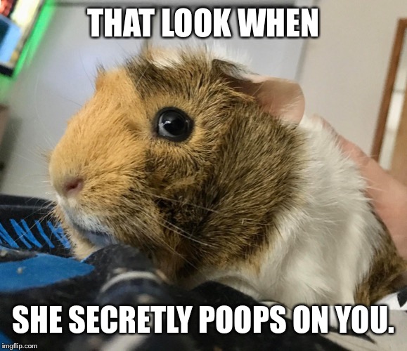 Image tagged in guinea pig Imgflip