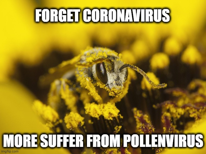 pollen Memes & GIFs Imgflip