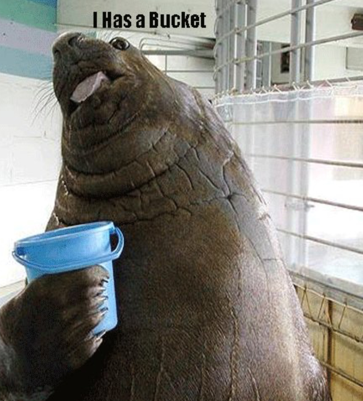 i has a bucket Memes Imgflip
