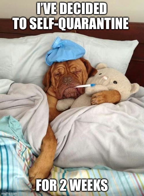 Self quarantine dog Imgflip
