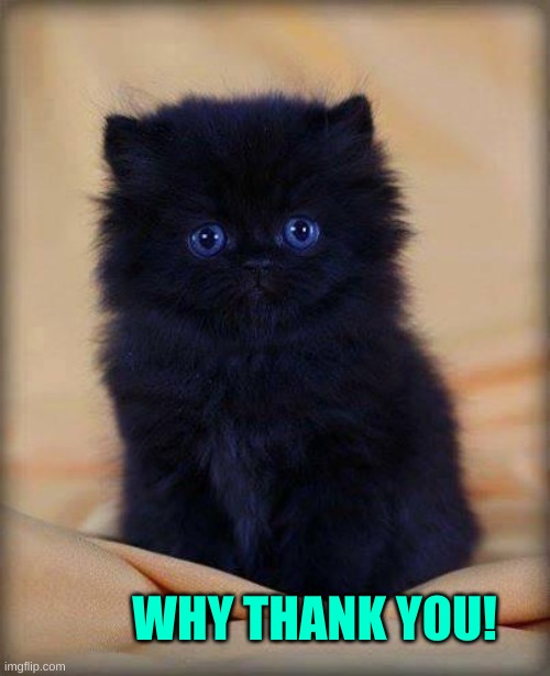 Cute Pun Cat Imgflip