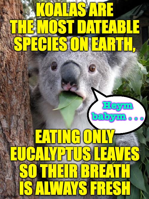 Surprised Koala Meme Imgflip