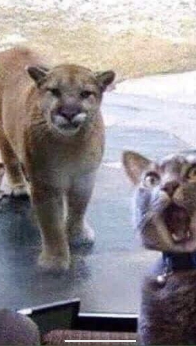 Where’s your stupid spray bottle Memes Imgflip