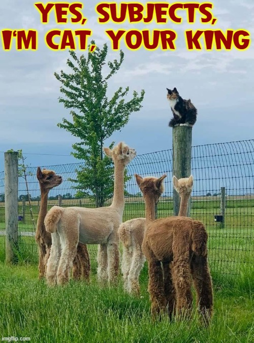 All Hail the King! Imgflip