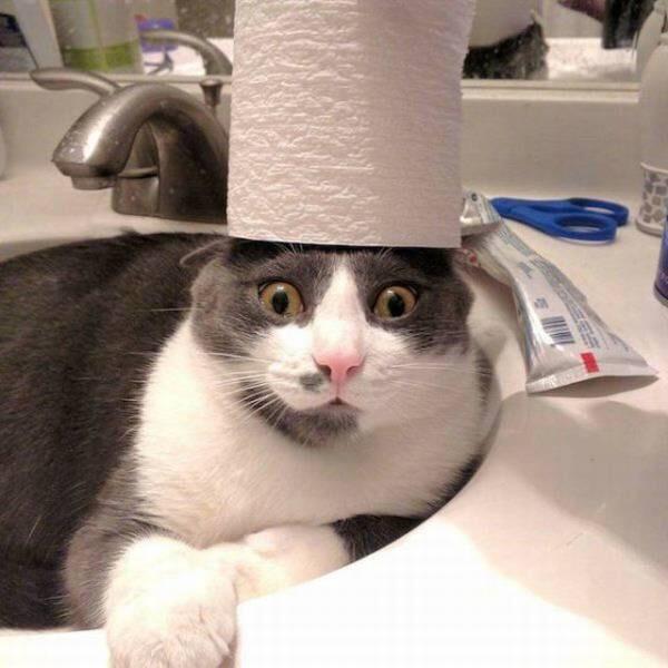 Cat with toilet paper Blank Template Imgflip