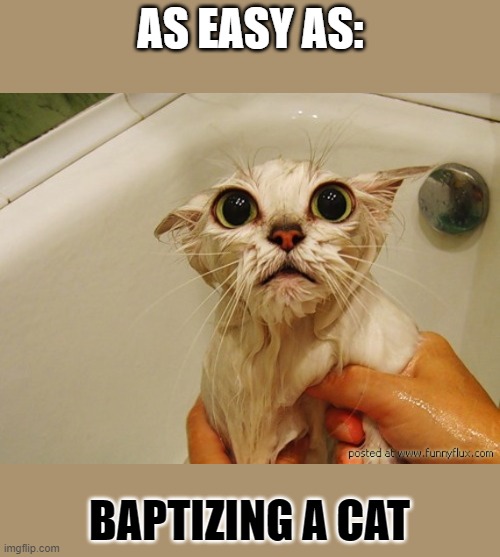 Image tagged in wet cat Imgflip