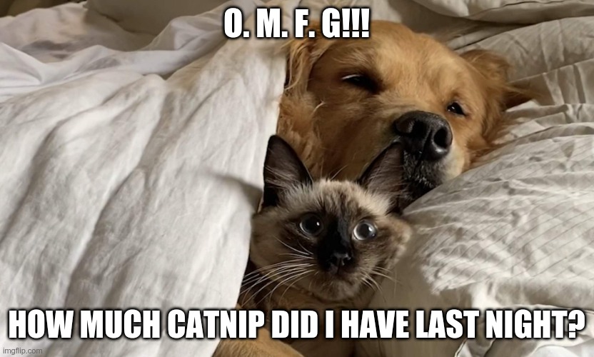cat in bed with dog Imgflip