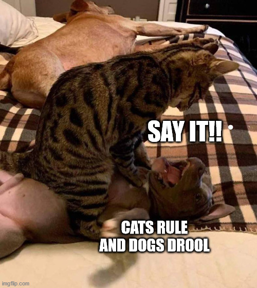 Cats Rule Imgflip