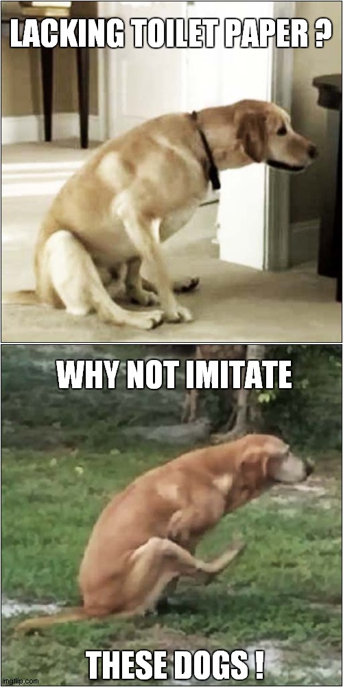 Natures Toilet Paper Alternative Imgflip