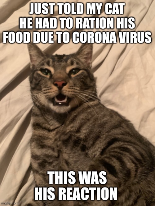 Image tagged in cat,corona virus Imgflip