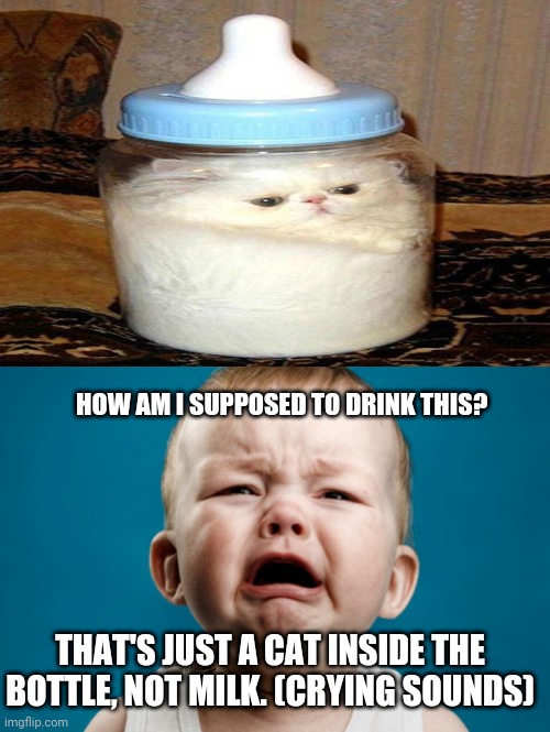 The cat in a bottle Imgflip