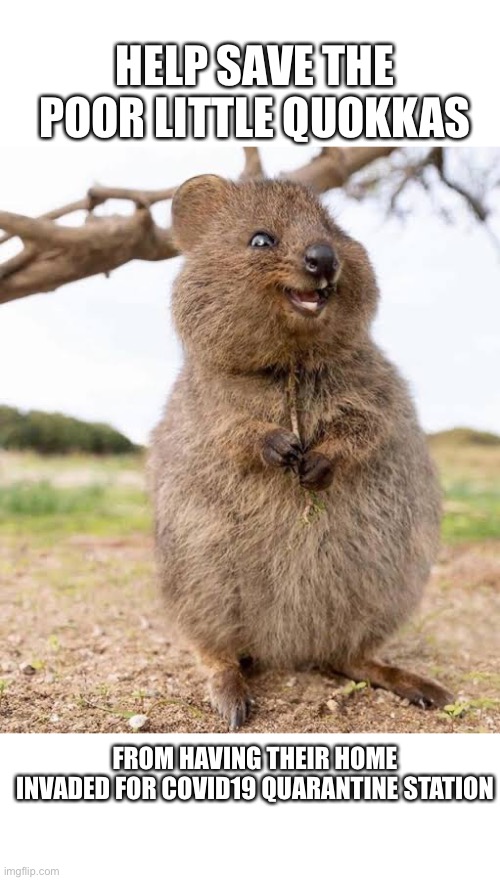 Quokka Meme