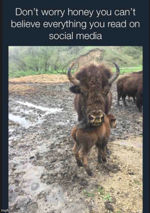 buffalo Memes & GIFs Imgflip