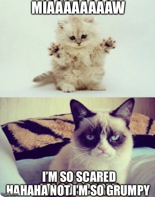 Image tagged in grumpy cat Imgflip