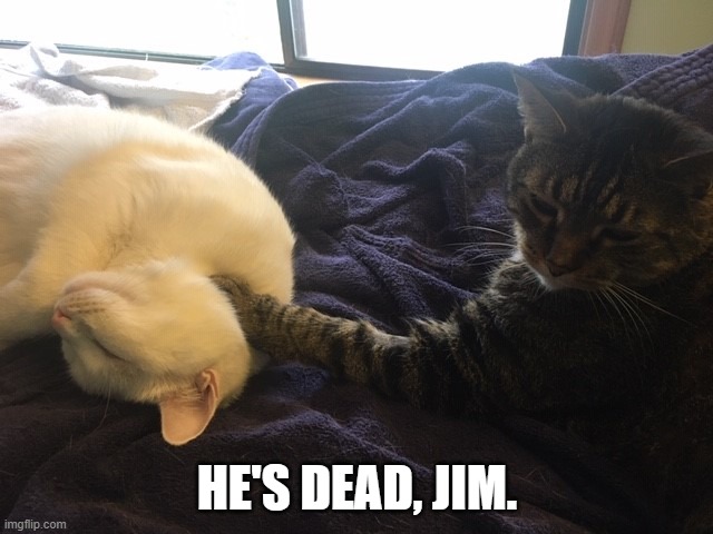 Cat taking another cat's pulse Imgflip