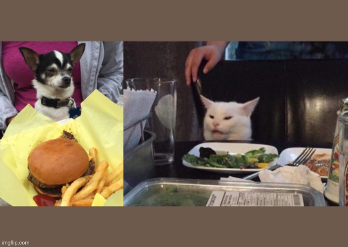 Dog vs Cat Imgflip