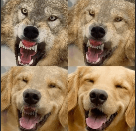 Wolf to Dog Blank Template Imgflip