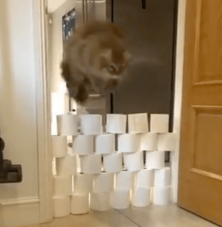 Cat Jumping Over Toilet Paper Meme Generator Imgflip