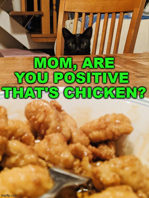Does the cat know something that I don't know? Imgflip