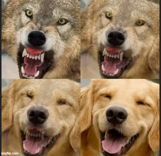 Wolf to Dog Imgflip