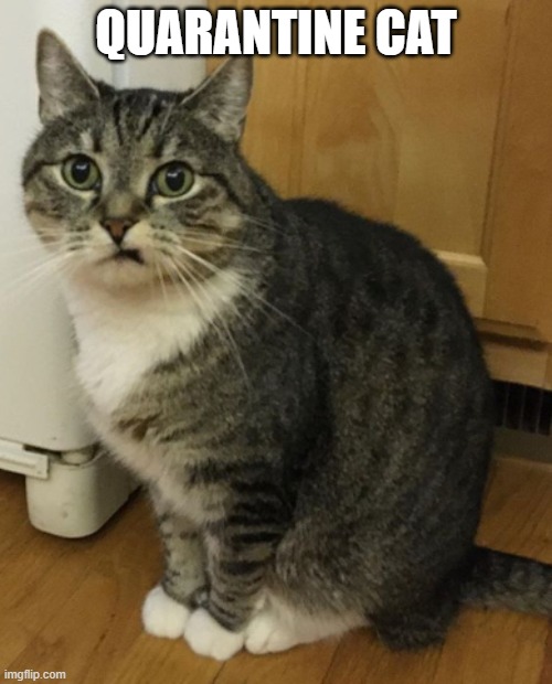 Johnny Bravo cat Imgflip