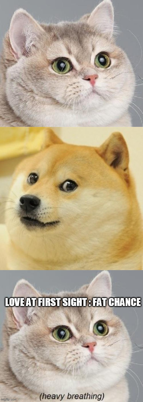 Heavy Breathing Intensifies Cat Gif