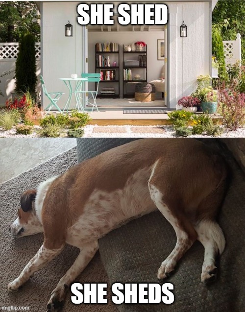 Image tagged in funny,dog Imgflip