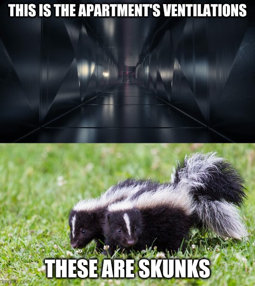 skunk Memes & GIFs Imgflip