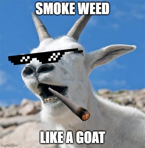 Laughing Goat Meme Imgflip