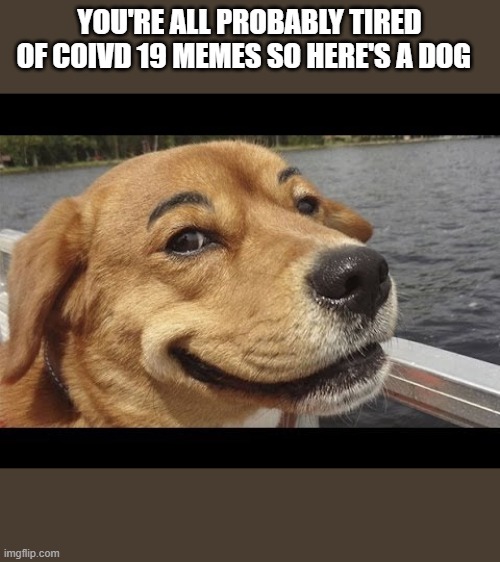 Image tagged in smiling dog Imgflip