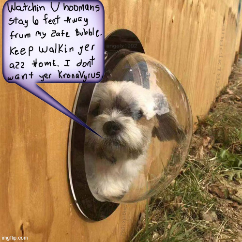 Image tagged in coronavirus,coronavirus meme,dogs,quarantine,lock down