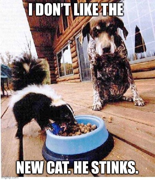 Skunk eats dog's food Imgflip