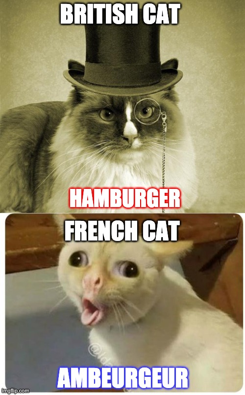 Hamburger Cat Meme