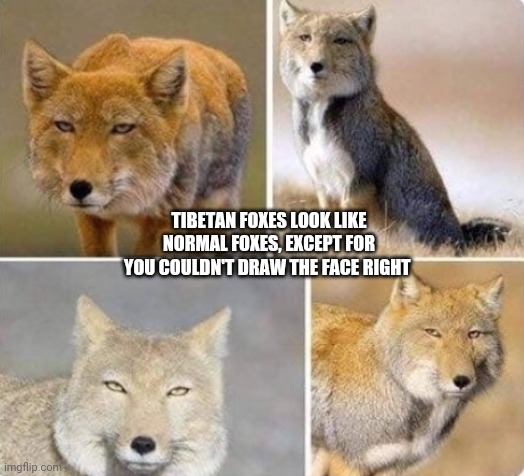 Image tagged in tibetan foxes Imgflip