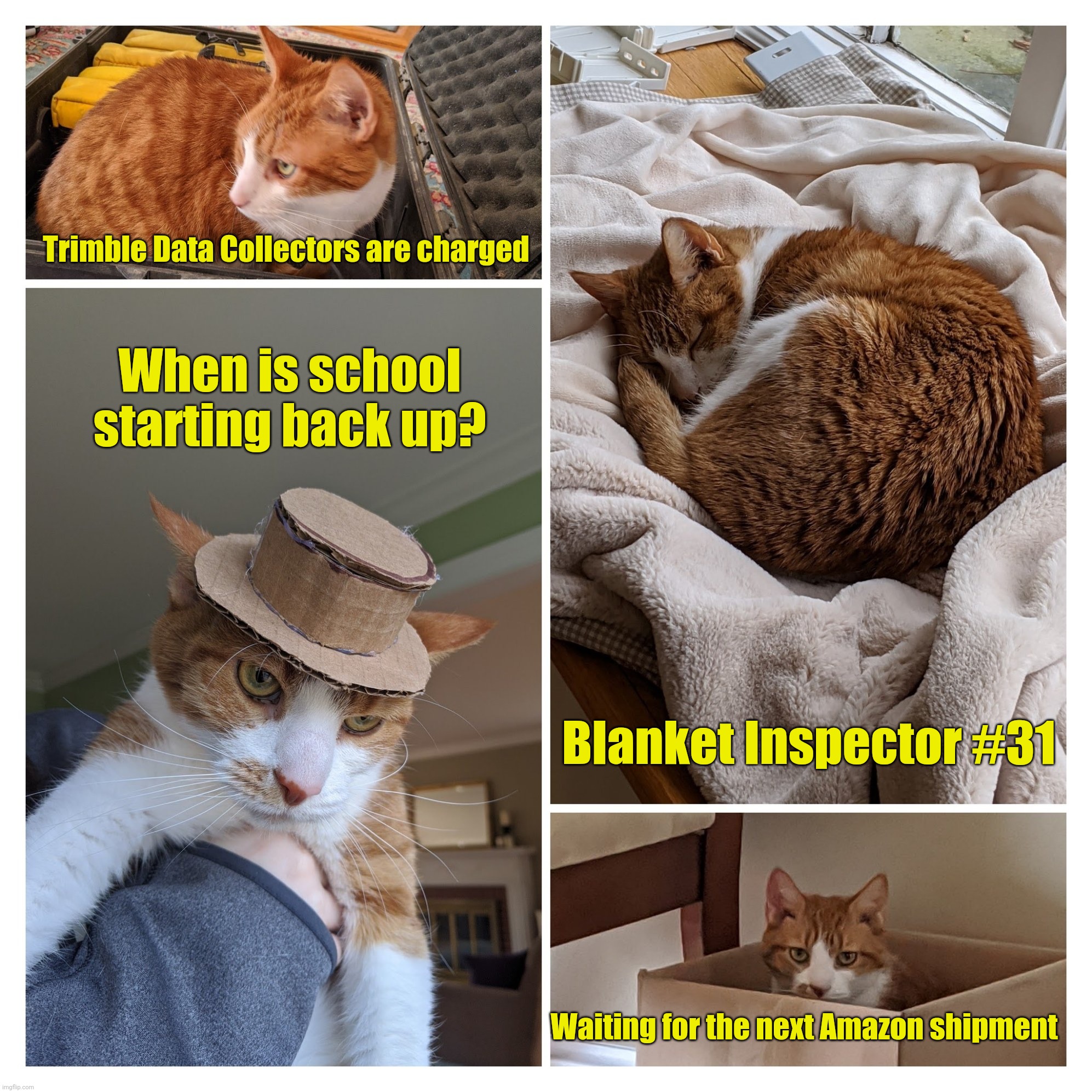 The life of a cat during quarantine Imgflip