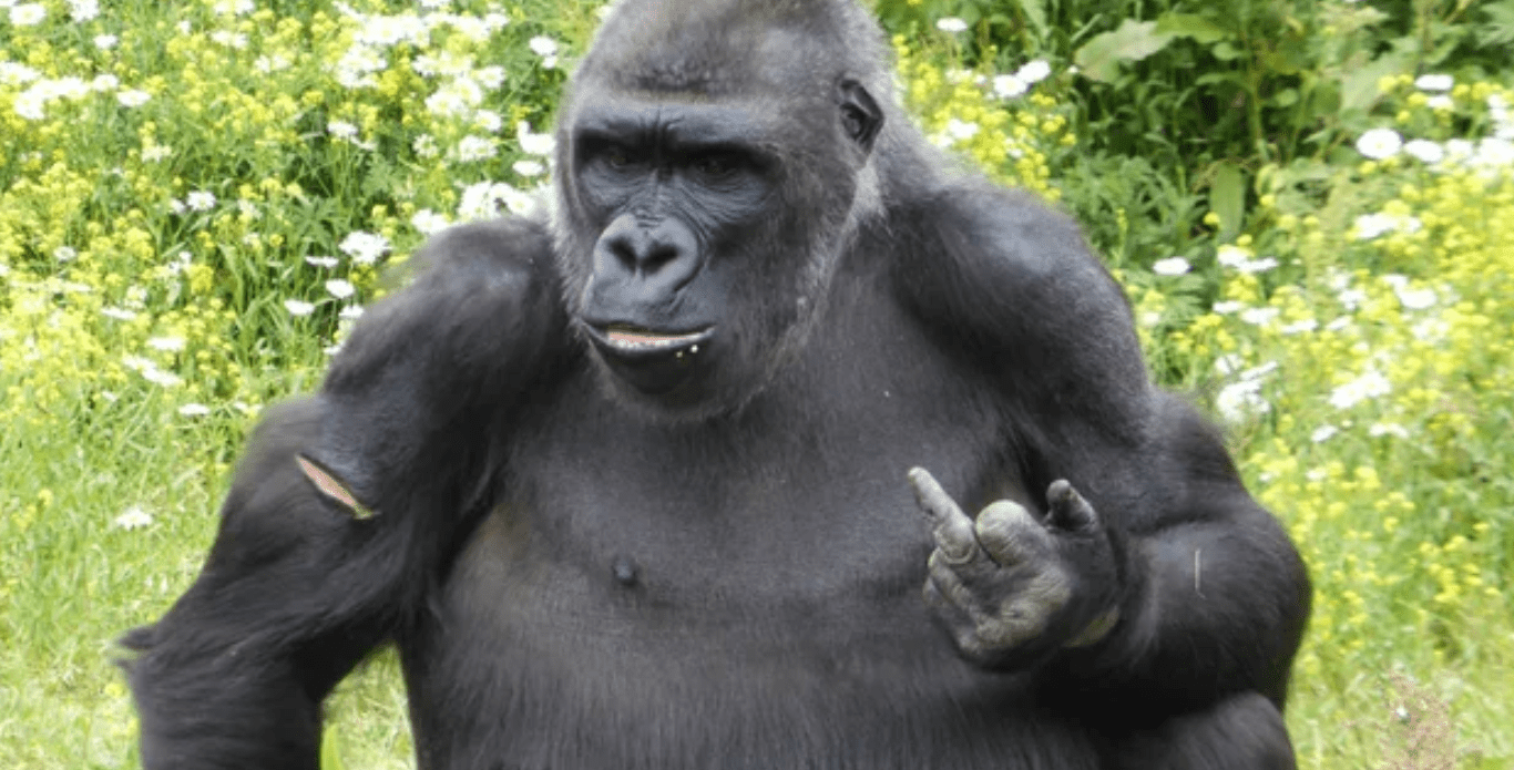 Gorillas learn too much from us Blank Template Imgflip