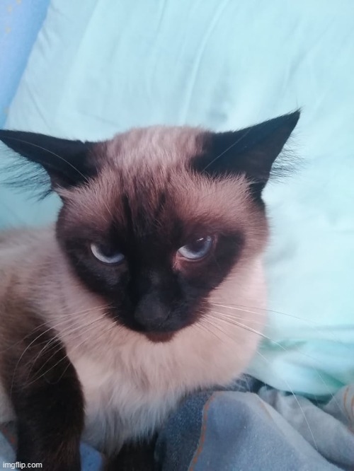 Image tagged in angry cat Imgflip