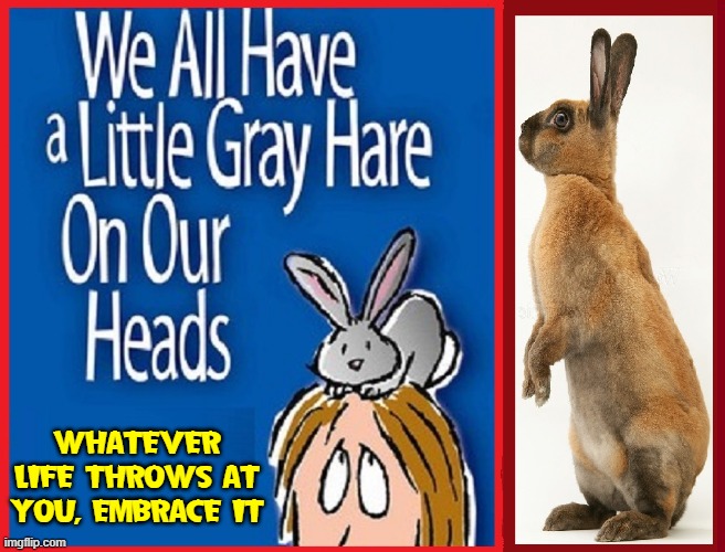 Advice from Wise Rabbit Imgflip