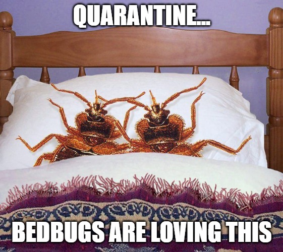 bedbugs in quarantine Imgflip