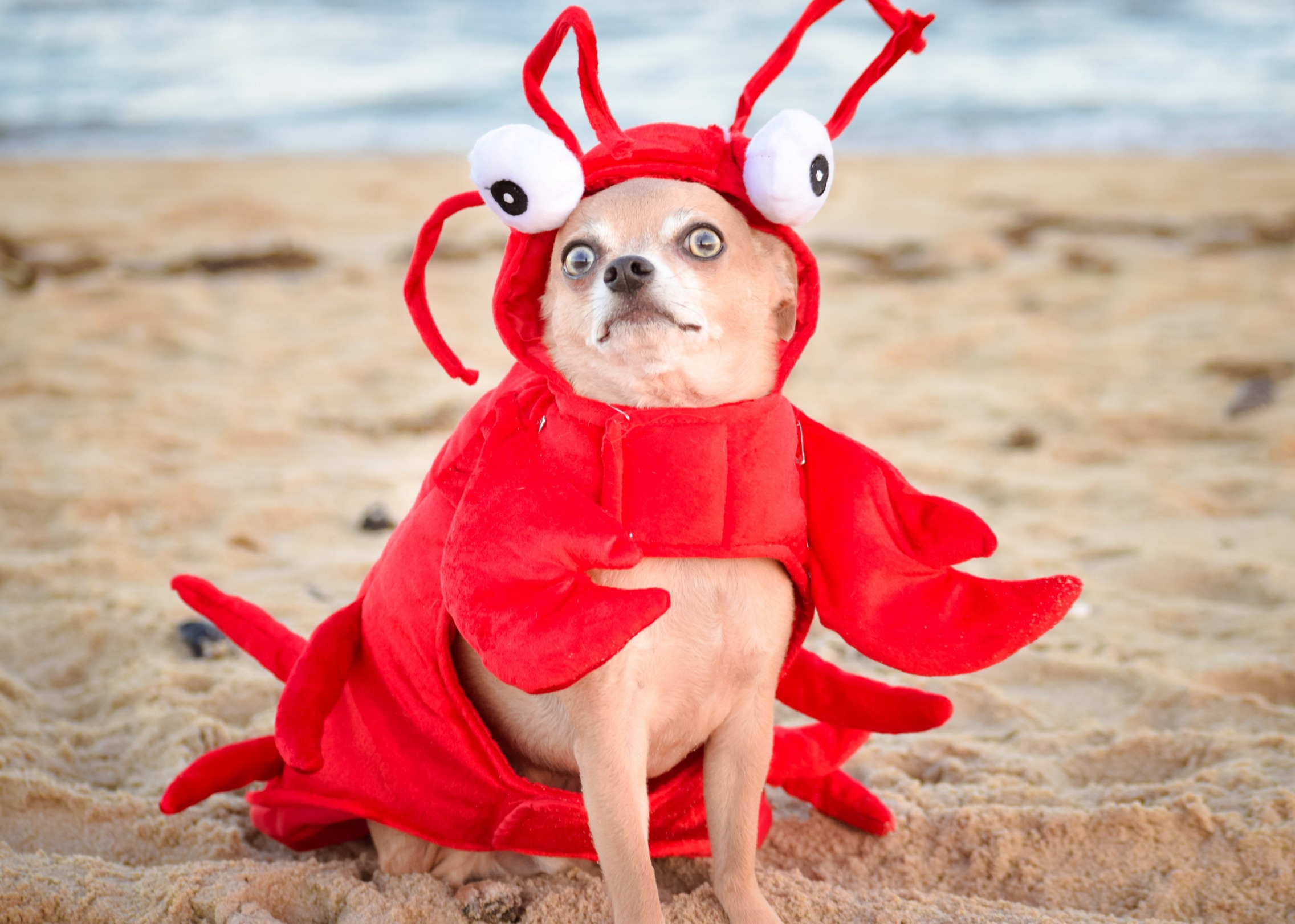 Lobster dog Memes Imgflip