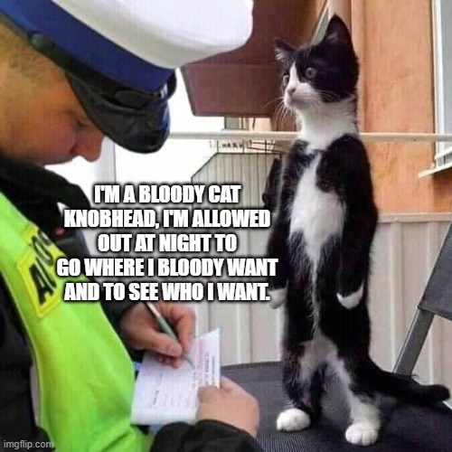 Image tagged in funny cats Imgflip