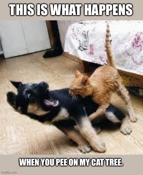 Cat Dog Fight Imgflip