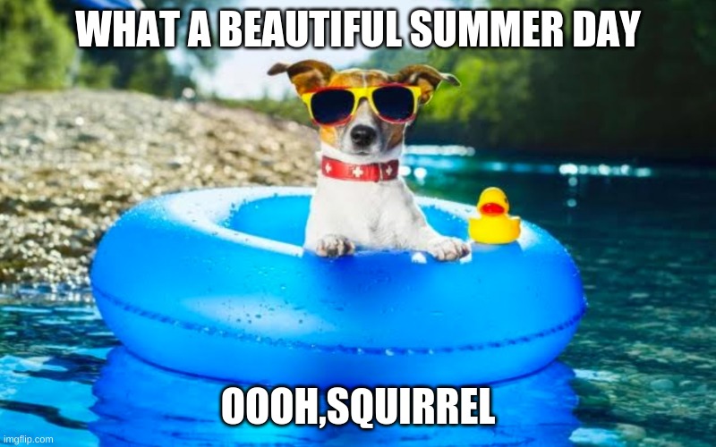 summer days Imgflip