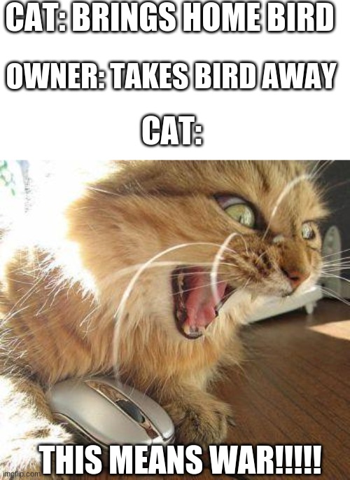 What Does It Mean When A Cat Brings You A Bird at Iola Myers blog
