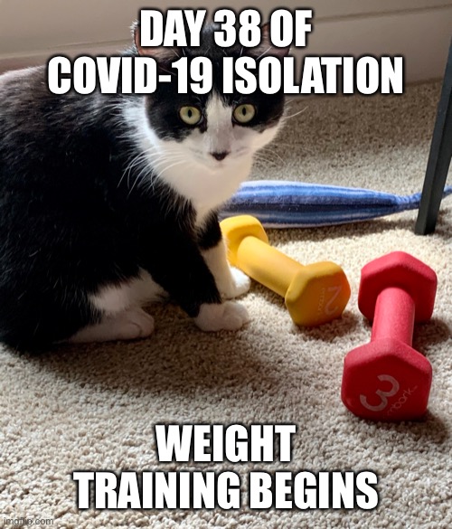 cat lifts weights Imgflip